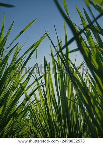 low angle view of green rice Leaves. 
