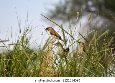 Low Angle View Of A Group Of House Sparrows On A Field Of Grass.