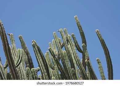 3,966 Tall Cacti Images, Stock Photos & Vectors | Shutterstock