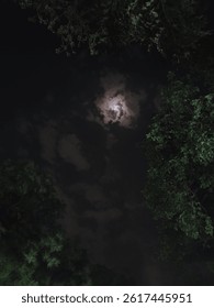 A low angle view of growing dense trees with moon in sky