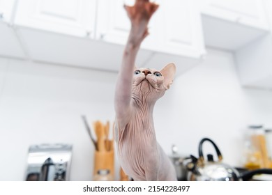 Low Angle View Of Hairless Sphynx Cat Looking Away In Kitchen