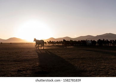 Low Angle View Of Horse In Sunset. Horses Legs In Row