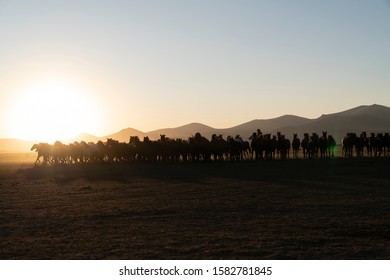 Low Angle View Of Horse In Sunset. Horses Legs In Row