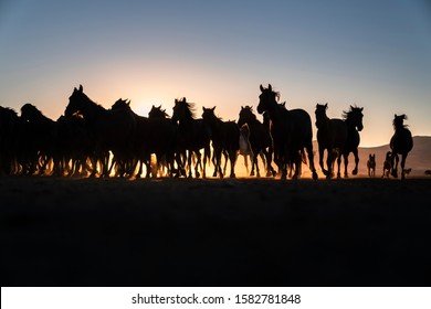 Low Angle View Of Horse In Sunset. Horses Legs In Row