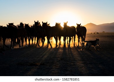 Low Angle View Of Horse In Sunset. Horses Legs In Row