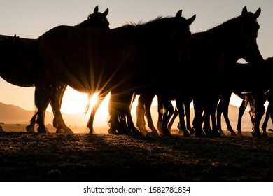 Low Angle View Of Horse In Sunset. Horses Legs In Row