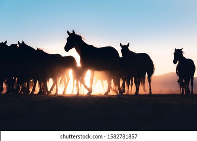 Low Angle View Of Horse In Sunset. Horses Legs In Row