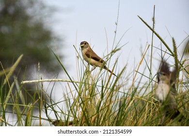 Low Angle View Of House Sparrow On A Field Of Grass.