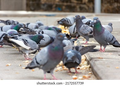 Low angle view of a hungry flock of pigeons eating bread in the street in the city.