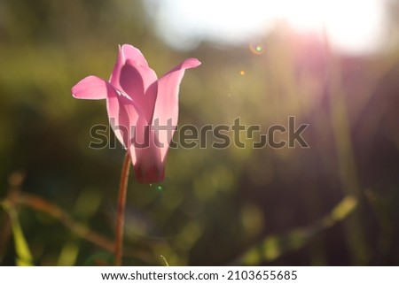 low angle view image of fresh grass and spring cyclamen flowers. freedom and renewal concept. Selective focus
