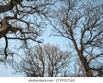 Low angle view of intricate leafless tree branches spreading across a clear blue winter sky.