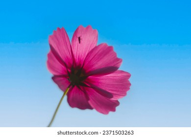 Low angle view of isolated pink cosmos flowers against blue sky, Thailand