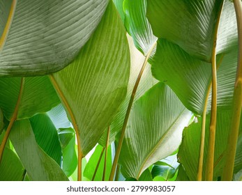 Low angle view of large green tropical leaves pattern with natural light. Calathea lutea foliage background for eco friendly and organic concept.