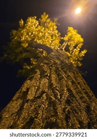 Low angle view of a large tree trunk and green leaves illuminated by a bright street lantern at night. Majestic tree trunk close up with textured bark under the warm glow of a street light in the dark. Looking up at a tall tree with green foliage lit by a single street lamp against a pitch black night sky.