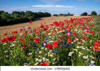 Low angle view of a long and wide row of wildflowers in front of a field of growing wheat in a rolling agricultural landscape in Denmark - Powered by Shutterstock - Get 15% off with code: PIKWIZARD15