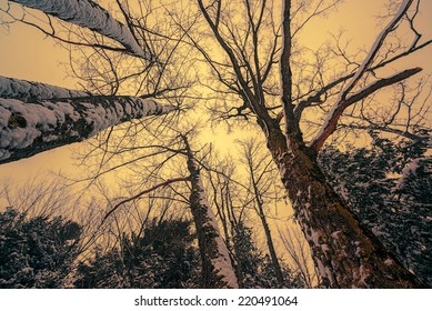 A low angle view looking up at a canopy of tall bare trees partially covered in snow during the winter season.  Filtered for a retro, vintage look. 