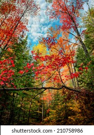 A low angle view looking up at colorful autumn trees in a forest. 