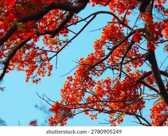Low Angle View Looking Up at Dense Royal Poinciana Flame Tree Red Flower Canopy Against Vivid Blue Sky