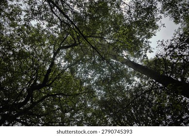 Low angle view looking up at dense green forest tree canopy against a bright sky