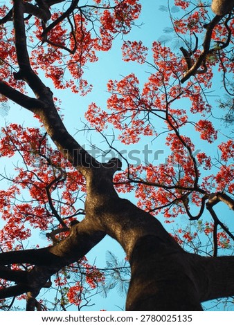 Low Angle View Looking Up at Dense Royal Poinciana Flame Tree Red Flower Canopy Against Vivid Blue Sky