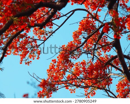 Low Angle View Looking Up at Dense Royal Poinciana Flame Tree Red Flower Canopy Against Vivid Blue Sky