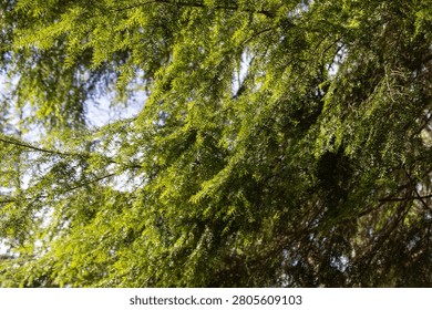 Low angle view looking up into the canopy of an evergreen conifer, with sunlit green needled branches spreading against patches of pale blue sky.