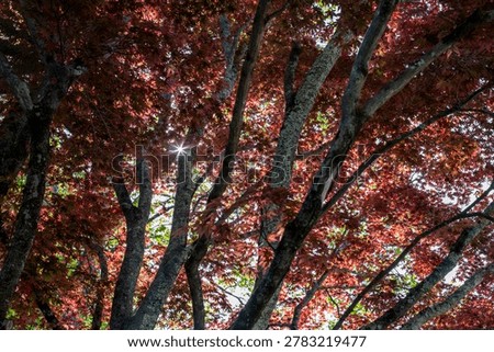 Low angle view looking up into a dense canopy of red Japanese maple trees during autumn, with bright afternoon sunlight creating a dramatic sunburst flare through the branches.
