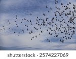 A low angle view, looking up at a large flock of pigeons in flight on a cloudy day.