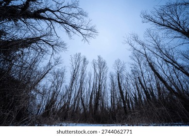 Low angle view looking up to the lightly overcast sky through a dense forest on a cold, hazy winter day. Leafless trees overgrown by ivy highlight the spooky atmosphere.