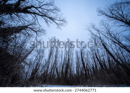 Low angle view looking up to the lightly overcast sky through a dense forest on a cold, hazy winter day. Leafless trees overgrown by ivy highlight the spooky atmosphere.
