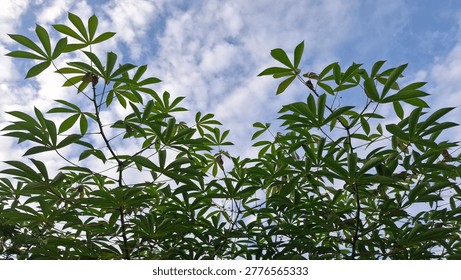 Low angle view looking up at lush green tropical plant leaves and branches framing a beautiful bright blue sky filled with scattered white clouds