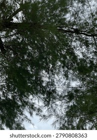 Low angle view looking up at lush green pine tree branches against a bright overcast sky.