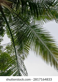 Low angle view looking up at lush green coconut palm leaves (Cocos nucifera) against a bright overcast sky
