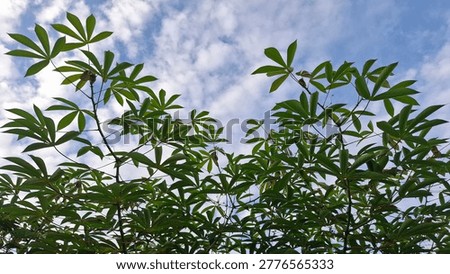 Low angle view looking up at lush green tropical plant leaves and branches framing a beautiful bright blue sky filled with scattered white clouds