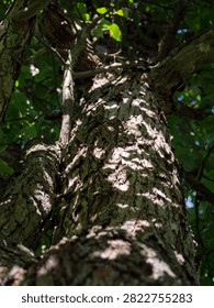 Low angle view looking up a rough tree trunk with dappled sunlight filtering through green foliage.