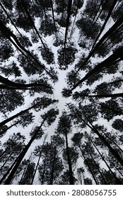 Low angle view looking up at the silhouette of tall pine tree canopies against a moody sky.