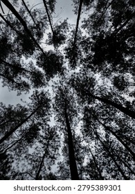 Low angle view looking up at the silhouettes of tall pine tree canopies against an overcast sky.