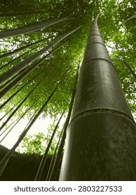 Low angle view looking up at tall green bamboo trees stretching towards the sky in a forest in Kamakura, Kanagawa, Japan