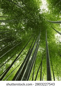 Low angle view looking up at tall green bamboo trees stretching towards the sky in a forest in Kamakura, Kanagawa, Japan
