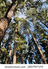 A low angle view looking up at tall pine trees against a bright blue sky.