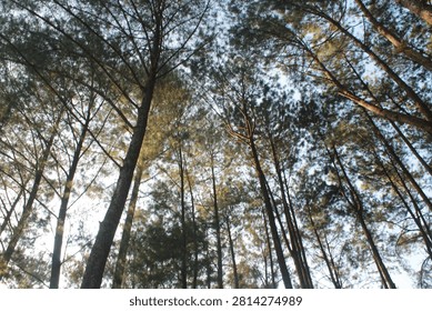 Low angle view looking up at tall pine tree silhouettes stretching towards the sky in a dense forest with soft daylight filtering through.