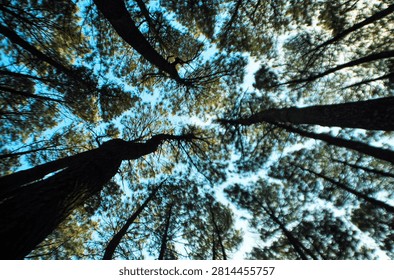 Low angle view looking up at tall pine trees canopy against blue sky in forest, nature background