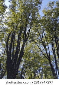 Low angle view looking up at tall green forest trees with lush leaves under a bright blue sky. Sunlight filtering through tree canopy in a natural park setting