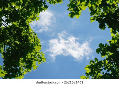Low angle view looking up through vibrant green tree leaves towards a blue sky with wispy white clouds. Peaceful nature background photo capturing forest canopy, sunlight, and fresh air feel