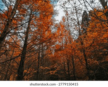 Low angle view looking up through a dense forest canopy of tall trees with vibrant orange and rust-colored autumn foliage.