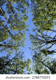 Low angle view looking up through green forest trees canopy to the clear blue sky. Beautiful sunlit woodland trees branches pattern, peaceful nature background.