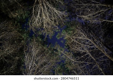 A low angle view looking up through dark pine tree branches at a night sky.