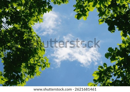 Low angle view looking up through vibrant green tree leaves towards a blue sky with wispy white clouds. Peaceful nature background photo capturing forest canopy, sunlight, and fresh air feel