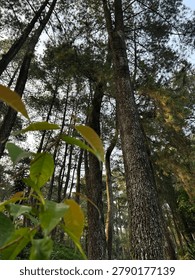 Low angle view looking up at towering pine trees in a dense forest with fresh green leaves in the foreground