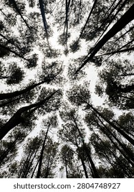 Low angle view looking up at towering pine tree crowns reaching towards a bright overcast sky.